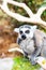 Cute cunning Lemur catta on the branch showing tongue and smiling, close up