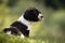 Cute and curious black and white baby brittany spaniel dog puppy portrait in grass and blurred background