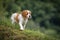 Cute and curious brown and white brittany spaniel baby dog, puppy portrait isolated exploring in green meadow with blurred backgro