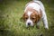 Cute and curious brown and white brittany spaniel baby dog, puppy portrait isolated playing