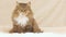 Cute curious cat sitting on bed on plaid indoors and licking, fluffy Siberian cat, concept of lovely pets