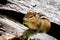 Cute and curious chipmunk eating leafs close up