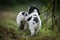 Cute and curious couple of black and white baby brittany spaniel dogs puppy portrait, playing and exploring, back view