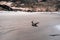 cute curious dark bird with long beak black and brown wings calmly flying over the quiet lonely clean sand beach near