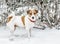 A cute curious dog Jack russel terrier standing on snow and looking into camera. A cute doggy portrait in winter at cold frosty we