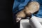 Cute curious domestic ferret pet hunts on the windowsill, looking down, animal protection, space for text