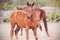 Cute curious funny pony walks in the paddock on the farm with his mother.