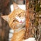 Cute curious ginger tabby cat with yellow eyes hanging on trunk of tree. Square