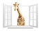 Cute curious  giraffe stare at the opened window