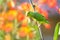 Cute, curious green parakeet, bird in a garden with morning light