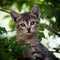 Cute and curious, grey and black, tiger stripe kitten closeup portrait