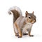 A cute and curious Grey Squirrel with big eyes isolated on a white background.