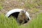 Cute and curious hoary marmot