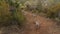 Cute curious lemurs catta walk along a dirt path with red soil.