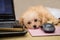 Cute and curious poodle puppy resting on a desk