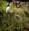 Cute and curious puffin standing on grassy cliff and looking with tilted head into camera