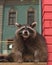 Cute curious Raccoon looking at the camera with clever eyes. Portrait of cunning funny racoon. Closeup. Selective focus