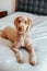 Cute curious red haired dog lying on bed in bedroom