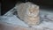 Cute curious scottish fold cat relaxing at home on the fluffy carpet, closeup portrait