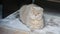 Cute curious scottish fold cat relaxing at home on the fluffy carpet, closeup portrait