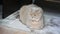 Cute curious scottish fold cat relaxing at home on the fluffy carpet, closeup portrait