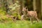 Cute and curious small lynx cub in a green forest grass