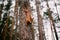 Cute curious squirrel climbing down the pine tree trunk. Ð¡lose-up shot