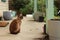 cute curious tan and brown Burmese cat in the front yard of its typical family home watching the garden on a sunny day in rural