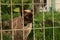 cute curious tan and brown Burmese cat in the front yard of its typical family home watching the garden on a sunny day in rural