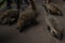 A cute and curious wild animal from the raccoon genus South American coati in the Iguazu Falls National Park in Brazil