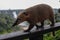 A cute and curious wild animal from the raccoon genus South American coati in the Iguazu Falls National Park in Brazil