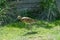 A cute Curlew bird, hunting for food in a grassy field