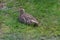 A cute Curlew chick, lies in a grassy field