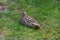 A cute Curlew chick, lies in a grassy field