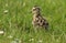 A cute Curlew chick Numenius arquata hunting for food in a grassy field.