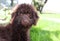 Cute curly chocolate brown labradoodle puppy dog lays in the grass