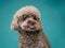 cute curly chocolate poodle. The dog is like a toy. Beautiful pet