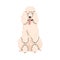 Cute curly dog of Royal Poodle breed. Canine animal, pet portrait, purebred doggy with curled hair, fur. Groomed pup