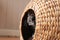 A cute curly haired gray brown maltese poodle cross breed dog sitting in a woven basket dog bed dome, looking out into the