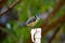 Cute cyanistes caeruleus bluetit bird perched on pole