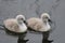 Cute Cygnet Couple