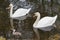 Cute cygnet between swan couple