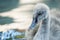 Cute cygnet in water