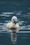 Cute cygnets of a mute swan, Cygnus olor