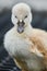 Cute cygnets of a mute swan, Cygnus olor