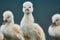 Cute cygnets of a mute swan, Cygnus olor