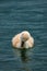 Cute cygnets of a mute swan, Cygnus olor