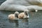 Cute cygnets of a mute swan, Cygnus olor