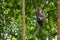 Cute cynomolgus monkey sits high up on a tree and holds the foot