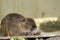 A cute Cynomys ludovicianus, Black tailed prairie dog sleeping on wood ground.